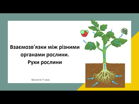 Видео: Взаємозв'язки між різними органами рослини. Рухи рослин