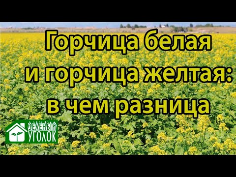 Видео: Отличия желтой и белой горчицы