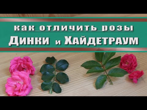 Видео: 5 ОТЛИЧИЙ розы Динки от розы Хайдетраум // сравнение сортов роз // похожие розы в саду