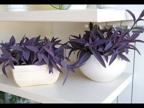 Видео: СЕТКРЕАЗИЯ - популярная неприхотливая ТРАДЕСКАНЦИЯ | Уход и разведение в домашних условиях