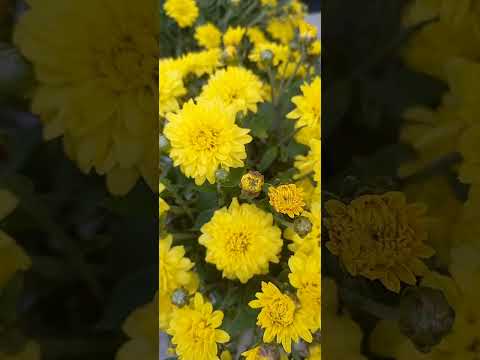 Видео: Моя хризантема мультифлора 25.08.2025г 