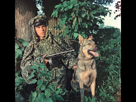 Видео: А на плечах у нас зелёные погоны! И мы с тобой дружок опять идём в наряд! Пограничники!