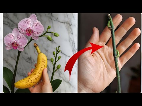 Видео: Просто делайте это раз в неделю! И вдруг ваша орхидея даст на 500% больше цветков!🪴💦🌸