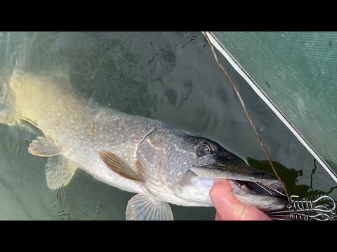 Видео: ПЕРШИЙ ТРОФЕЙ СЕЗОНУ!! Щука клює на ямі! Рибалка на Горині!