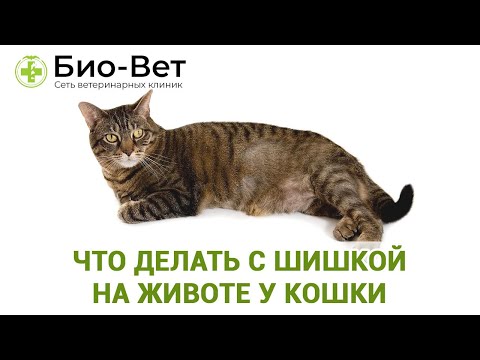 Видео: Шишка У Кошки На Животе 🙀// Что Делать? // Сеть Ветклиник Био-Вет