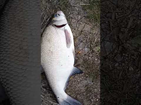 Видео: Гороховая мастырка творит чудеса