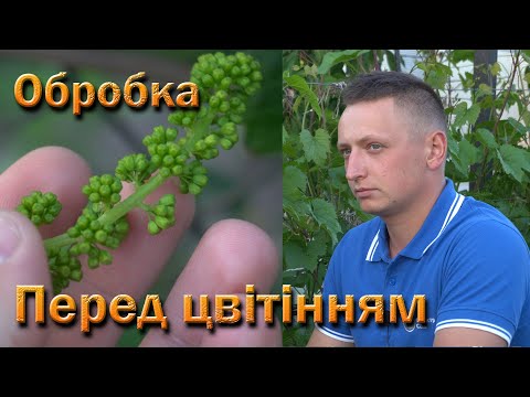 Видео: Обробка винограду перед цвітінням. Друга профілактична обробка винограду.