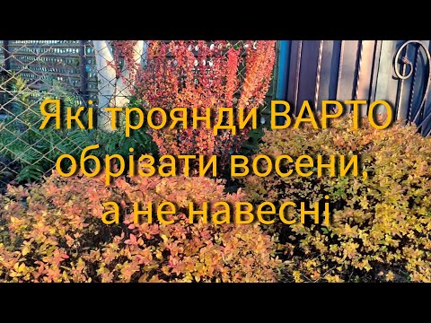 Видео: Які троянди варто обрізати восени, а не навесні