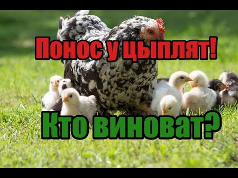 Видео: И за чего случается понос у цыплят! Главные причины! Профилактика  это наше всё! Кокцидиоз !