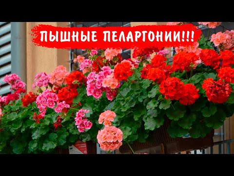Видео: ХОТИТЕ ОЧЕНЬ ПЫШНЫЙ КУСТ ПЕЛАРГОНИИ? Выращивайте так! Пеларгонии буду пышно цвести все лето!