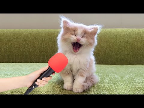 Видео: Самые смешные животные заставят вас смеяться весь день 😂