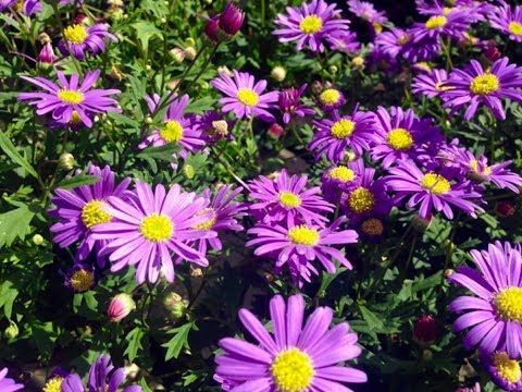 Видео: 🌼БРАХИКОМА🌼! ПИКИРОВКА🌼! ПОДРОБНО!