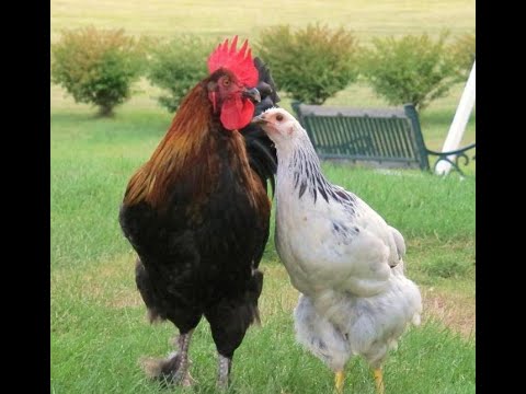 Видео: Как выбрать петуха на племя ///  Нужен ли петух курям?