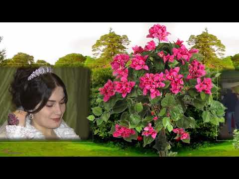 Видео: Турецкая Свадьба (Рустам & Альбина) Часть 1  г.Волгоград - Дубовка 21.11.2018