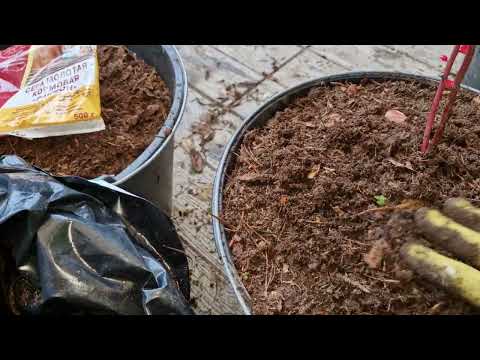 Видео: Посадка 2х-летнего саженца голубики.