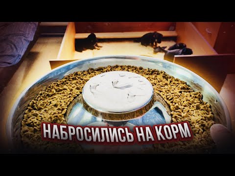 Видео: ЩЕНКИ КУШАЮТ САМИ