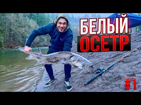 Видео: Рыбалка на осетра зимой #-1