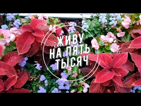 Видео: ЖИВУ НА 5 000 С ДВУМЯ ДЕТЬМИ ДЕНЬ 9