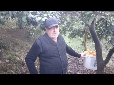Видео: Как в Грузии собирают лимоны к НОВОГОДНЕМУ СТОЛУ