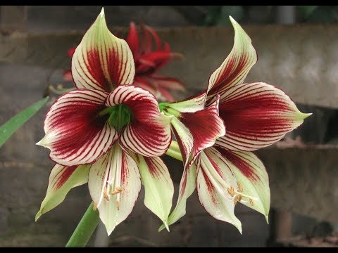 Видео: ТОП-10 самых красивых сортов. АМАРИЛЛИС. ГИППЕАСТРУМ