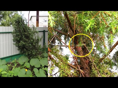 Видео: Можжевельник - дерево 🏴 ФЛАГ или бонсай 🌲 по-русски (juniper bonsai).