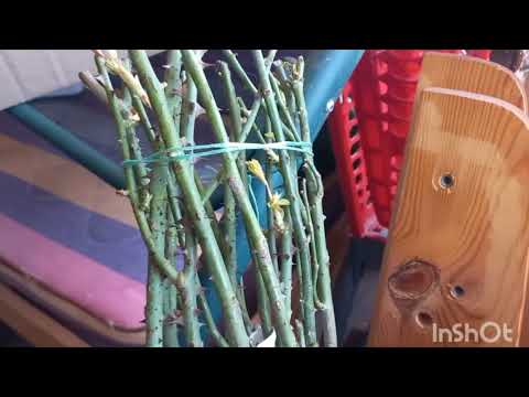 Видео: Распаковка посылки с розами из питомника Розафлора. 23 марта 2024 г.