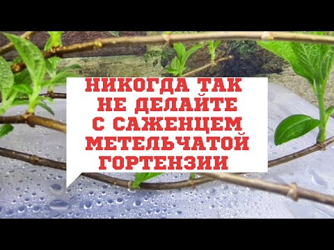 Видео: НИКОГДА ТАК НЕ ДЕЛАЙТЕ С САЖЕНЦЕМ МЕТЕЛЬЧАТОЙ ГОРТЕНЗИИ 🌿🌿🌿‼️‼️‼️