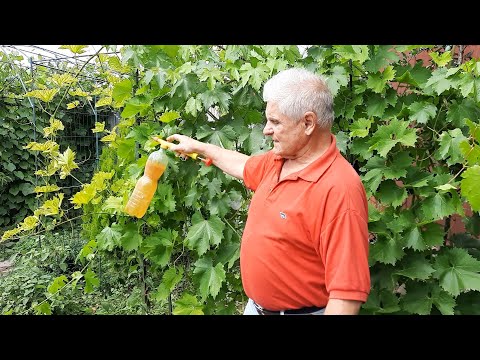 Видео: Желтые листья на винограде. Чем обработать виноград?