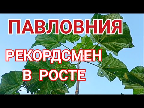 Видео: САМОЕ БЫСТРОРАСТУЩЕЕ ДЕРЕВО НА ПЛАНЕТЕ.                МОЙ РЕЗУЛЬТАТ(17.10.2024год)