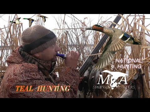 Видео: Gərəf (fitçi cürə) ovu-2020-Teal hunting- Охота на чирка