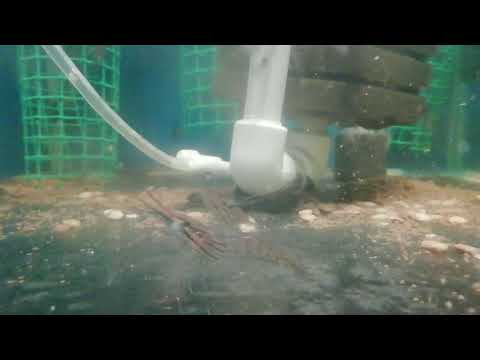Видео: Вылов и деление личинки от пост личинки, Макробрахикм Розенберги.