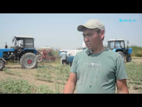 Видео: 11.06.2025. МАҚТААРАЛ АУДАНЫ.  ТӨРТКҮЛДЕГІ ТАЖІРИБЕ: ҚЫТАЙ ТҰҚЫМЫ МЕН ТЫҒЫЗ ЕГУ ӘДІСІ.