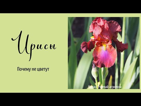 Видео: Ирисы.  Почему не цветут.