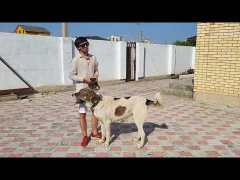 Видео: Пк Тайбурыл Кокшетау каласы вл.Темырлан