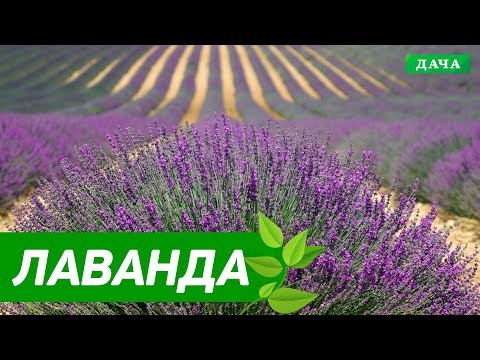 Видео: Все секреты выращивания лаванды.  Как сделать лавандовое поле . Практические советы дачникам.