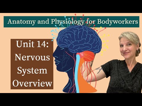 Видео: Модуль 14 «А и П»: Обзор нервной системы | Подготовка к MBLEx