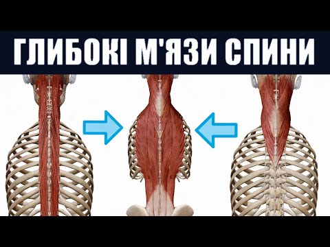 Видео: Глибокі м'язи спини
