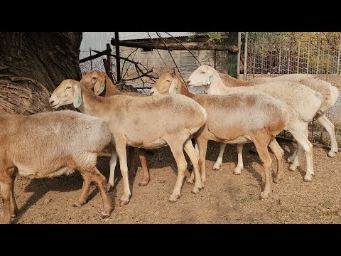 Видео: Өздүк Короодон Тандалма Бооз  Афган Койлор 0704-01-18-17 