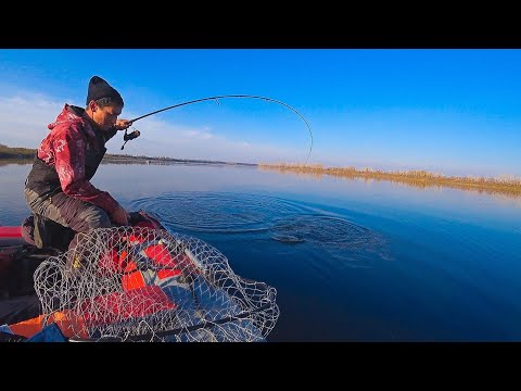 Видео: Нашли ПРИМАНКУ от которой РЫБА ДУРЕЕТ и гнёт СПИННИНГ в ДУГУ