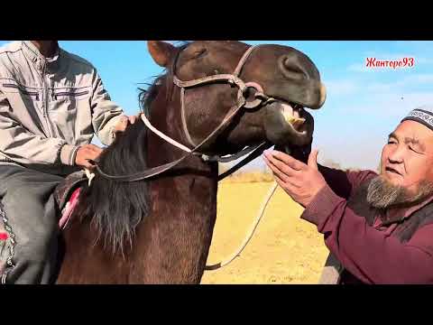 Видео: Атка Жооп +996-778-535-352. 12 ноября 2025 г.