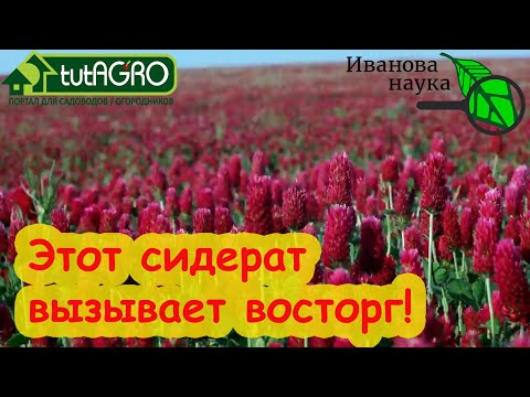 Видео: БЕЗ ПЕРЕКОПКИ, БЛОШКИ и ПРОВОЛОЧНИКА! Самый красивый сидерат - в ваш в огород! Сидерат-удобрение.