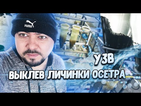 Видео: Аппараты Вейса // UZV // Выклев личинки Осетра