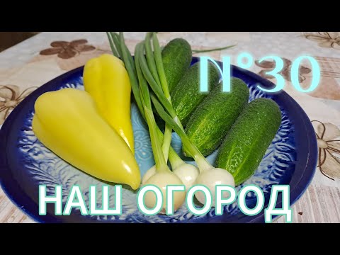 Видео: ОГОРОД || НАШ ПЕРВЫЙ РЕЗУЛЬТАТ ОГОРОДНЕЧЕСТВА || ПЕРВЫЙ УРОЖАЙ #суперогород #первыйогород #дом