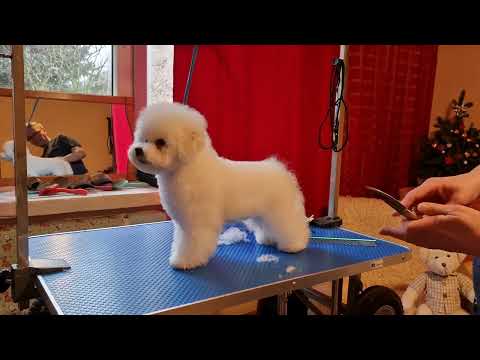 Видео: Стрижка щенка Бишон фризе✨️YARIS✨️4 месяца #kennel_BrightStarDog #грумингщенкабишона #стрижкабишона