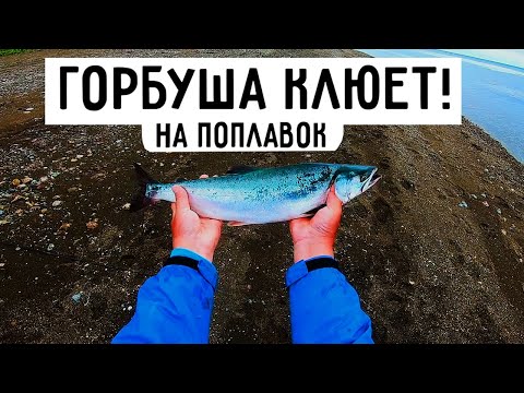 Видео: Горбуша клюет! На поплавок