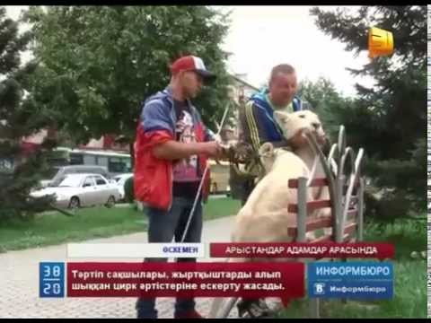 Видео: Көшеде емін-еркін жүрген жыртқыш аңдар жұрттың үрейін ұшырды