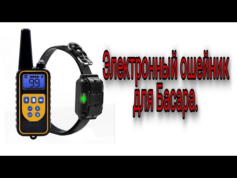 Видео: Электроошейник для Басара.