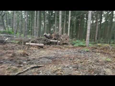 Видео: ПОЕХАЛИ В ЛЕС СОБИРАТЬ ГРИБЫ!  | #666