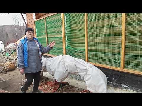 Видео: Последний урожай в теплице🌿 ПОРА УКРЫВАТЬ АКТИНИДИЮ,ГРУШУ, ВЕЙГЕЛУ, РОЗЫ🌹28.10.24г