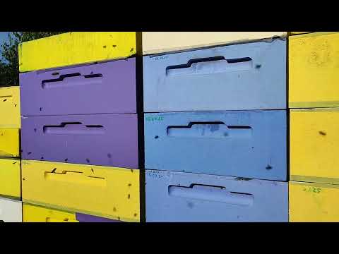 Видео: Забрал липу (не всю)